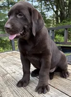 Brownie, a female Labrador Retriever for sale in Navarre, OH – 2 of 2