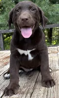 Ripley, a female Labrador Retriever for sale in Navarre, OH – 2 of 2