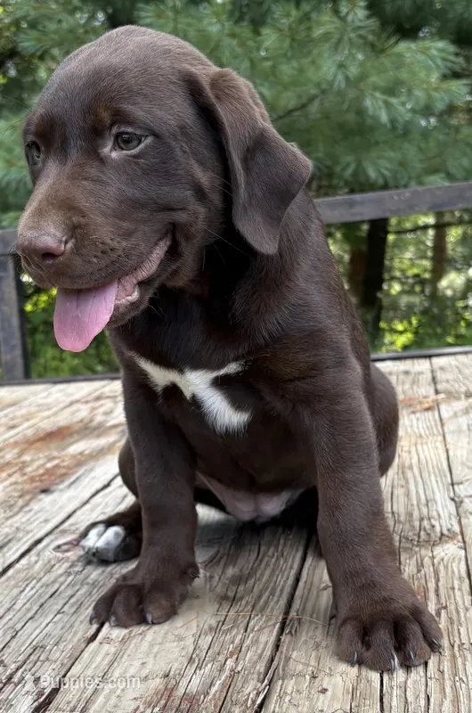 Ripley – Labrador Retriever puppy for sale in Navarre, OH