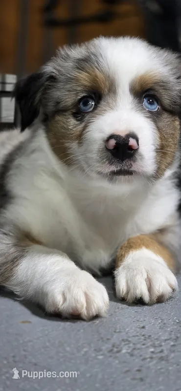 Green – Miniature Australian Shepherd puppy for sale in Athens, IL