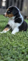 Pink, a male Miniature Australian Shepherd for sale in Athens, IL – 5 of 7