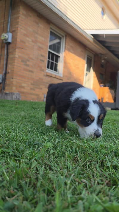 Pink, a male Miniature Australian Shepherd for sale in Athens, IL – 7 of 7