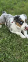 Red, a male Miniature Australian Shepherd for sale in Athens, IL – 3 of 8