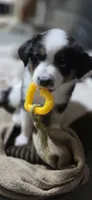 White, a female Miniature Australian Shepherd for sale in Athens, IL – 2 of 2