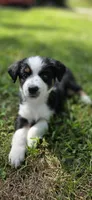 Yellow, a female Miniature Australian Shepherd for sale in Athens, IL – 6 of 6