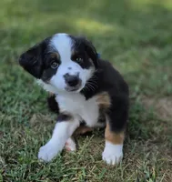 Navy, a male Miniature Australian Shepherd for sale in Athens, IL – 3 of 4