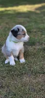Green, a male Miniature Australian Shepherd for sale in Athens, IL – 6 of 6
