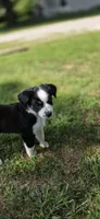 Yellow, a female Miniature Australian Shepherd for sale in Athens, IL – 2 of 6