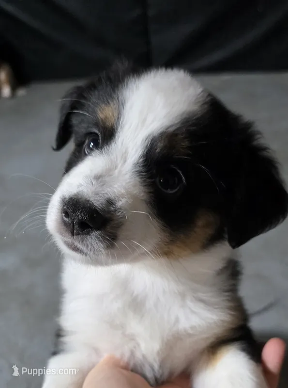 White – Miniature Australian Shepherd puppy for sale in Athens, IL