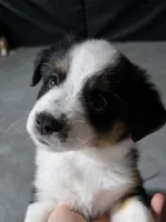 White, a female Miniature Australian Shepherd for sale in Athens, IL – 1 of 2