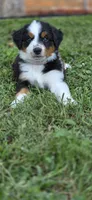 Pink, a male Miniature Australian Shepherd for sale in Athens, IL – 6 of 7