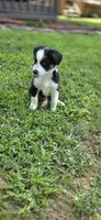 Yellow, a female Miniature Australian Shepherd for sale in Athens, IL – 4 of 6