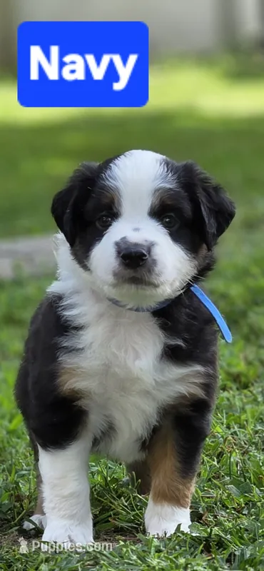 Navy – Miniature Australian Shepherd puppy for sale in Athens, IL