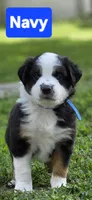 Navy, a male Miniature Australian Shepherd for sale in Athens, IL – 1 of 4