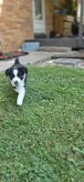 Purple, a female Miniature Australian Shepherd for sale in Athens, IL – 3 of 6