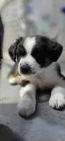 Purple, a female Miniature Australian Shepherd for sale in Athens, IL – 5 of 6