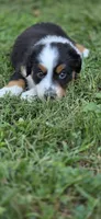 Pink, a male Miniature Australian Shepherd for sale in Athens, IL – 4 of 7