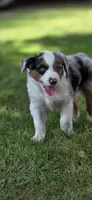 Red, a male Miniature Australian Shepherd for sale in Athens, IL – 2 of 8