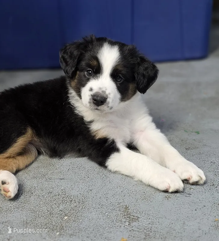 Purple – Miniature Australian Shepherd puppy for sale in Athens, IL