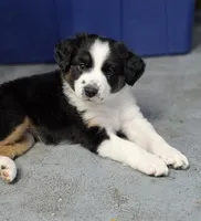 Purple, a female Miniature Australian Shepherd for sale in Athens, IL – 1 of 6