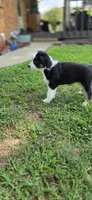 Yellow, a female Miniature Australian Shepherd for sale in Athens, IL – 5 of 6