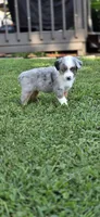Green, a male Miniature Australian Shepherd for sale in Athens, IL – 5 of 6