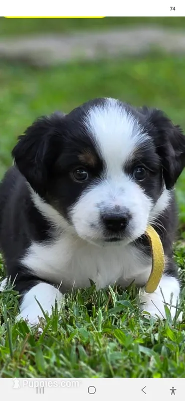 Yellow – Miniature Australian Shepherd puppy for sale in Athens, IL