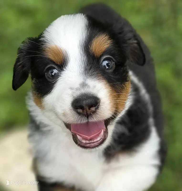 Pink – Miniature Australian Shepherd puppy for sale in Athens, IL