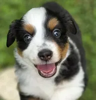 Pink, a male Miniature Australian Shepherd for sale in Athens, IL – 1 of 7
