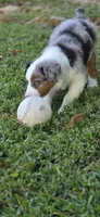 Red, a male Miniature Australian Shepherd for sale in Athens, IL – 4 of 8