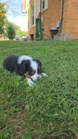 Pink, a male Miniature Australian Shepherd for sale in Athens, IL – 2 of 7