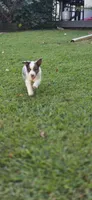 Red, a male Miniature Australian Shepherd for sale in Athens, IL – 6 of 8