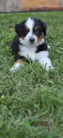 Pink, a male Miniature Australian Shepherd for sale in Athens, IL – 3 of 7