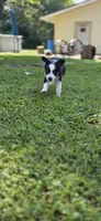 Yellow, a female Miniature Australian Shepherd for sale in Athens, IL – 3 of 6
