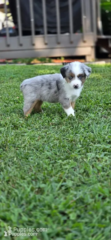 Green – Miniature Australian Shepherd puppy for sale in Athens, IL