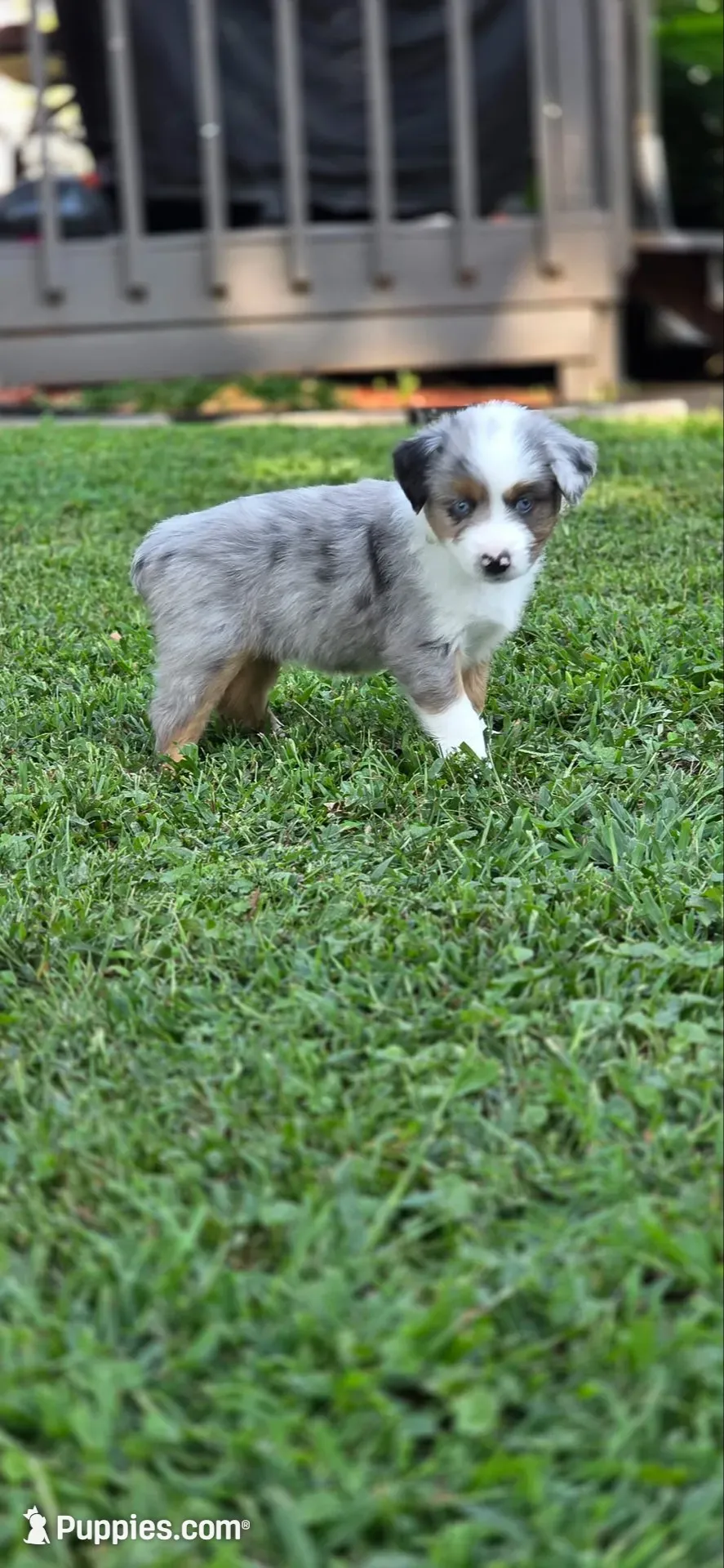 Green, a male Miniature Australian Shepherd for sale in Athens, IL – 1 of 6
