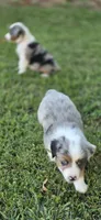 Green, a male Miniature Australian Shepherd for sale in Athens, IL – 4 of 6
