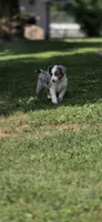 Red, a male Miniature Australian Shepherd for sale in Athens, IL – 7 of 8