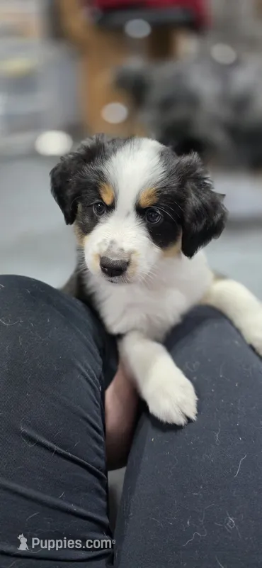 White – Miniature Australian Shepherd puppy for sale in Athens, IL
