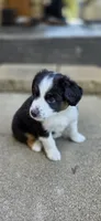 Purple, a female Miniature Australian Shepherd for sale in Athens, IL – 4 of 6