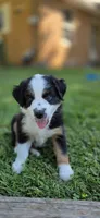 Navy, a male Miniature Australian Shepherd for sale in Athens, IL – 2 of 4