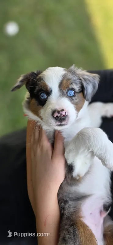 Red – Miniature Australian Shepherd puppy for sale in Athens, IL