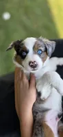 Red, a male Miniature Australian Shepherd for sale in Athens, IL – 1 of 8