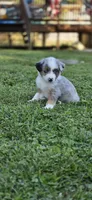 Green, a male Miniature Australian Shepherd for sale in Athens, IL – 3 of 6