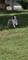 Red, a male Miniature Australian Shepherd for sale in Athens, IL – 5 of 8