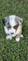 Green, a male Miniature Australian Shepherd for sale in Athens, IL – 2 of 6