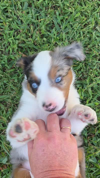 Red, a male Miniature Australian Shepherd for sale in Athens, IL – 8 of 8