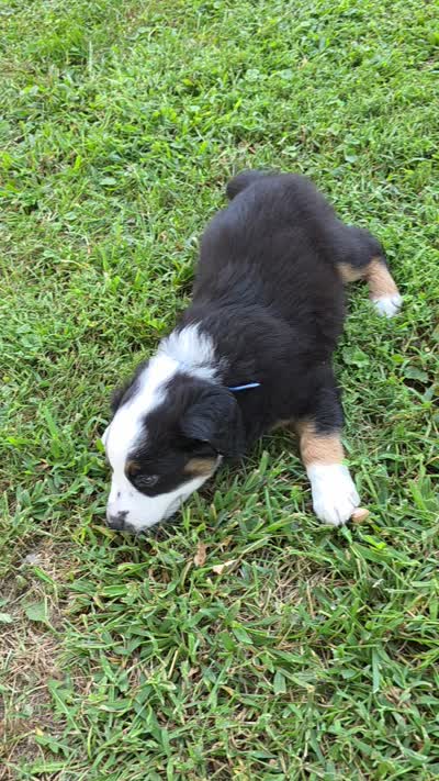 Navy, a male Miniature Australian Shepherd for sale in Athens, IL – 4 of 4
