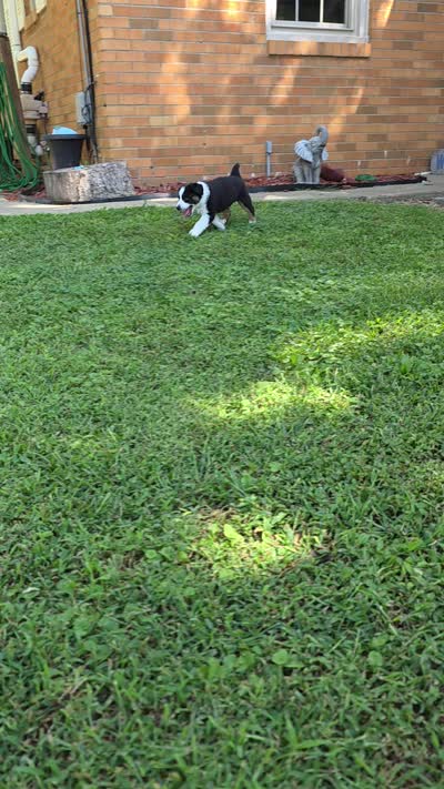 Purple, a female Miniature Australian Shepherd for sale in Athens, IL – 2 of 6