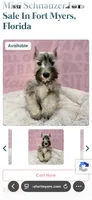 Milo , a male Miniature Schnauzer for sale in Cape Coral, FL – 3 of 4
